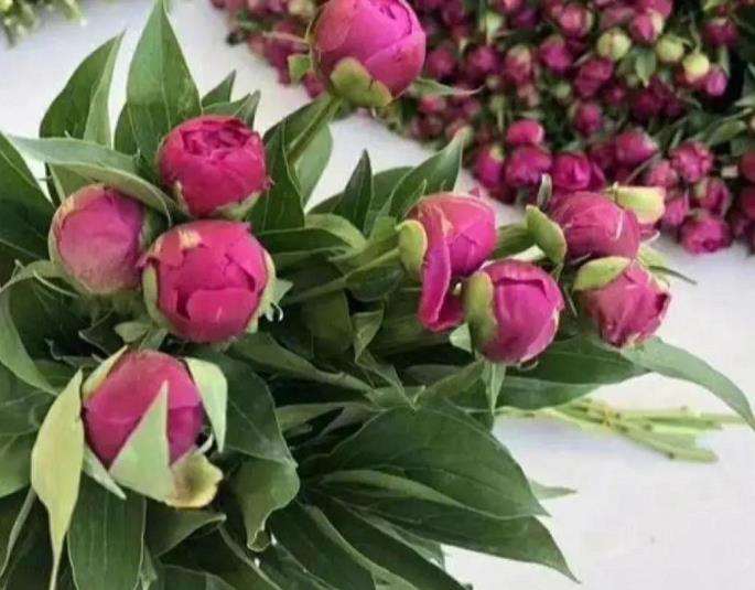 春节切花拍卖价格达到历史新高