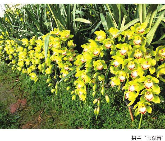 2023年大花蕙兰年需求量在1000万盆以上