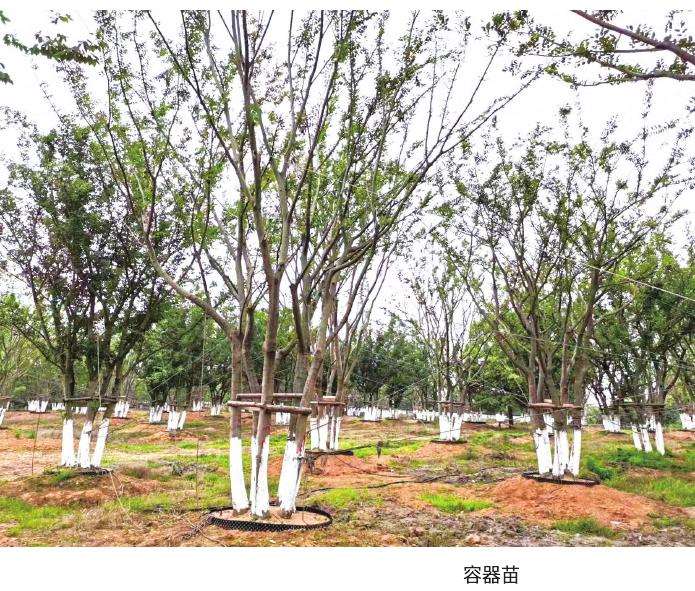 2022年苗木产销经营特点