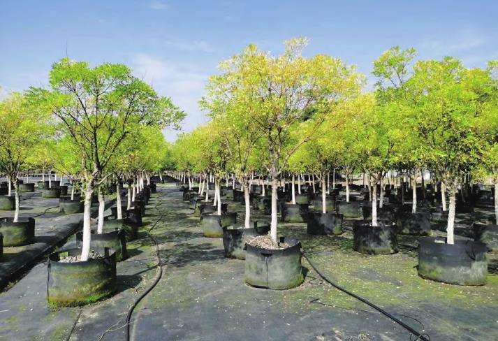 2022年 北方市场苗木产销情况