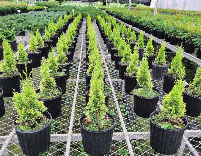 2022年 北方市场苗木产销情况