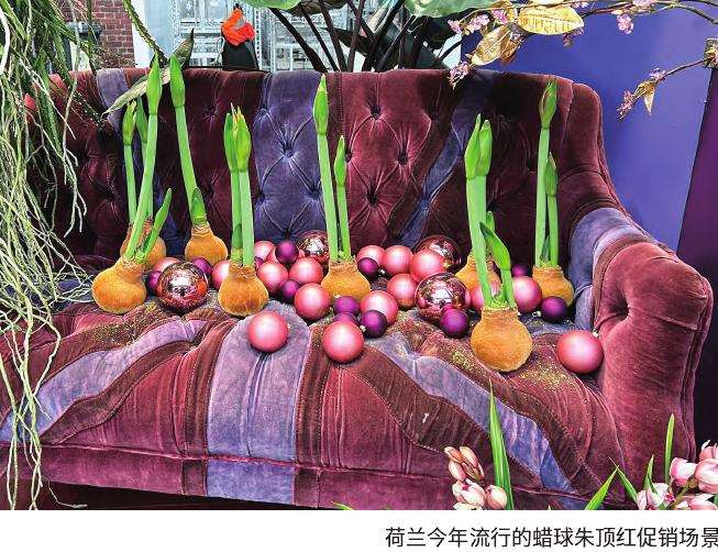 朱顶红迎来广阔发展机遇