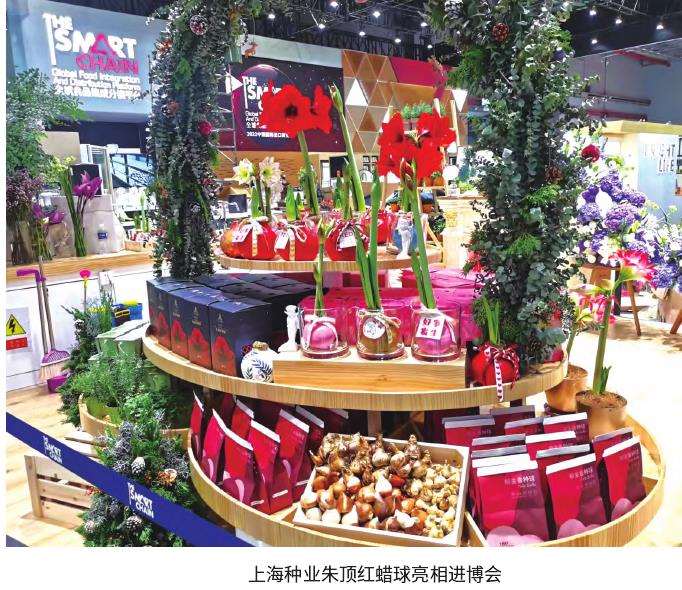为什么我国朱顶红种球主要依赖进口