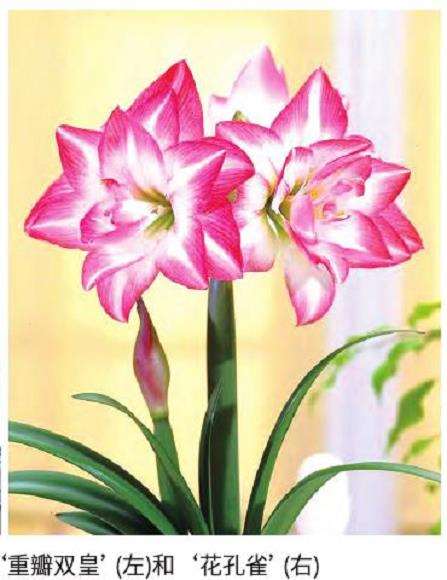 朱顶红的供应量约140万株