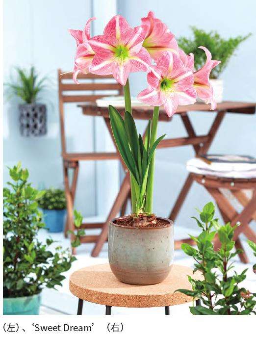 花卉界新宠朱顶红的发展历程