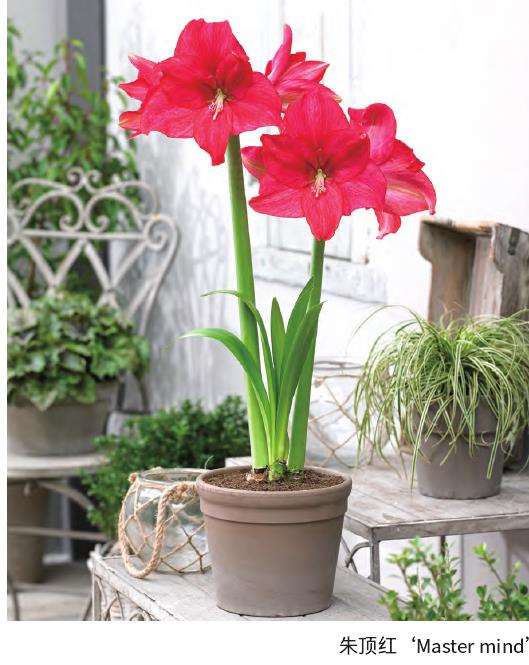 花卉界新宠朱顶红的发展历程