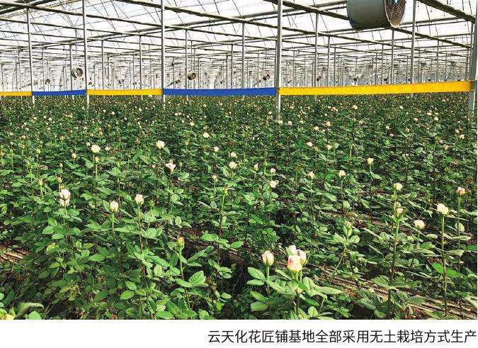 云南鲜花销售渠道更多元物流是产业链中的痛
