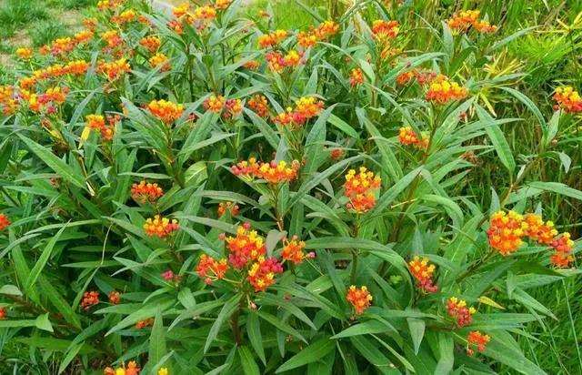 唐山地区马利筋怎么播种繁殖的3个方法