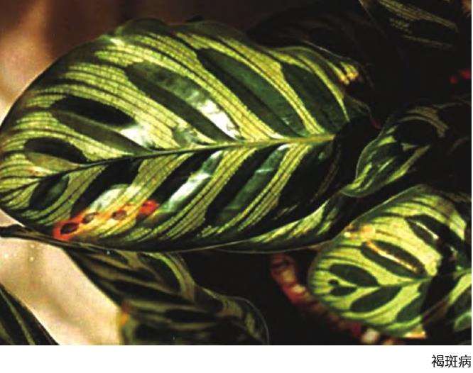 孔雀竹芋栽培怎么病虫害防治