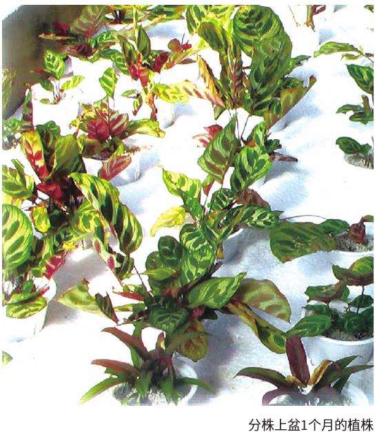 孔雀竹芋怎么温度湿度