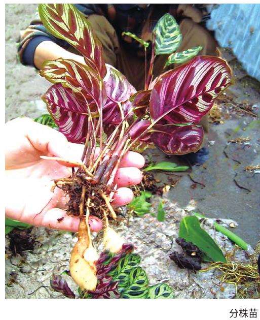  孔雀竹芋怎么浇水施肥的3个方法