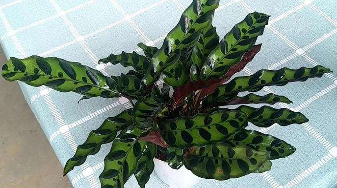 孔雀竹芋怎么分株繁殖的3个步骤