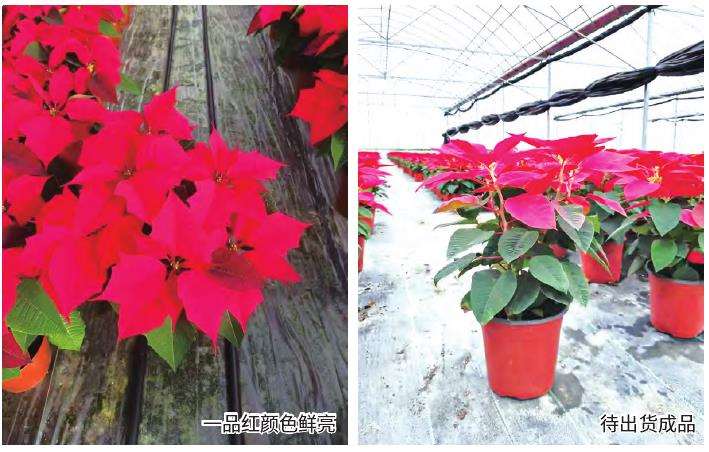 商品一品红怎么矮化处理的3个方法