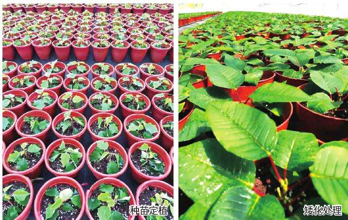 一品红怎么温度和肥水管理的3个方法