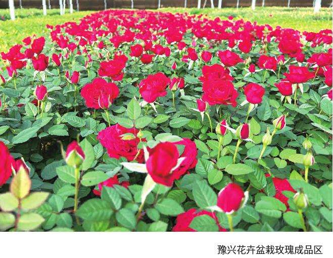 2022年 红掌凤梨量价总体下滑