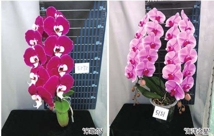 钜宝生物让蝴蝶兰美出新花样