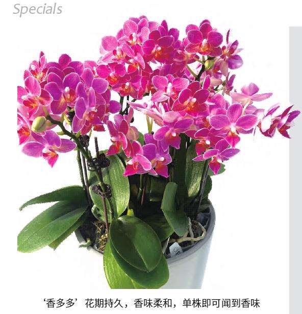 钜宝生物让蝴蝶兰美出新花样