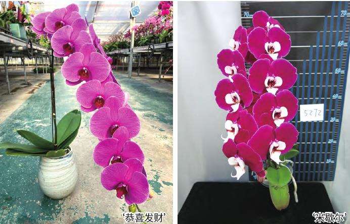 蝴蝶兰线上线下齐发力