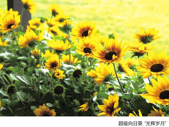 超级向日葵光辉岁月景观应用