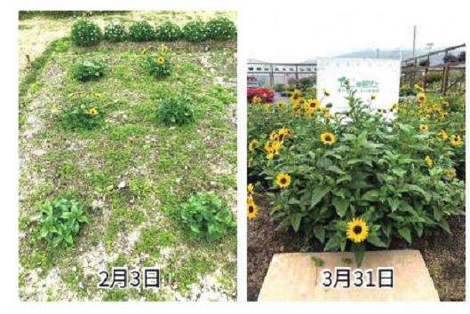 超级向日葵光辉岁月的5个病虫害防治
