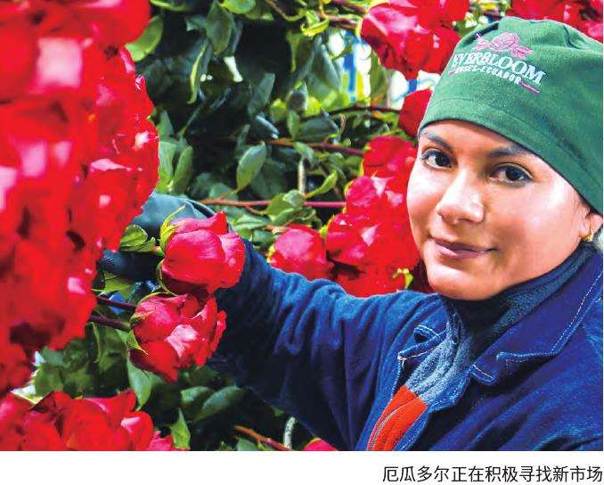 厄瓜多尔花拓展新市场新业务