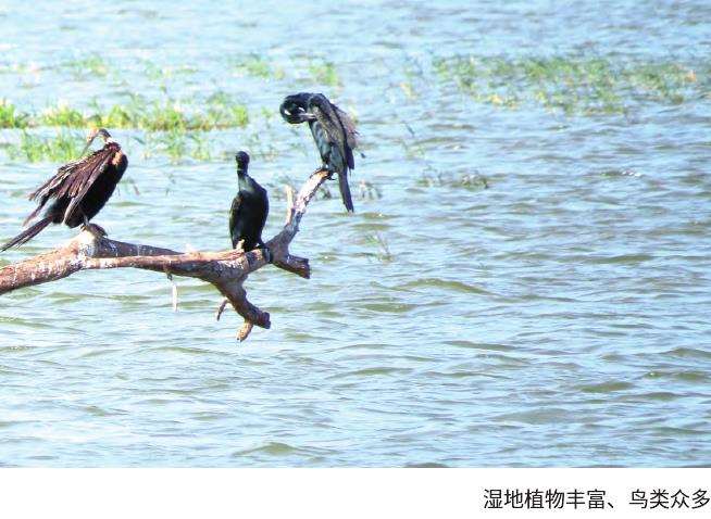 对未来湿地保护和修复工作的3个建议