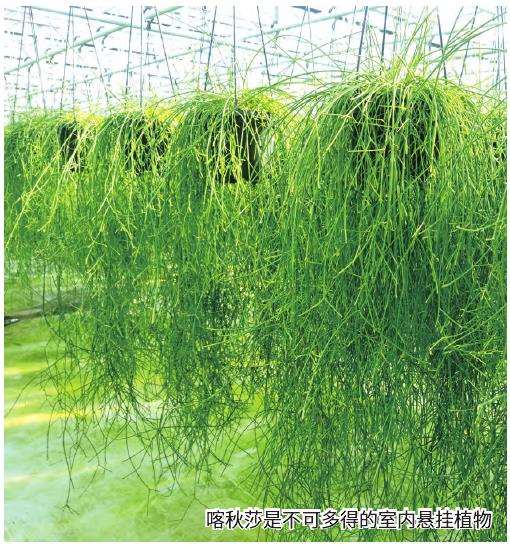 喀秋莎病虫害怎么防治的5个方法