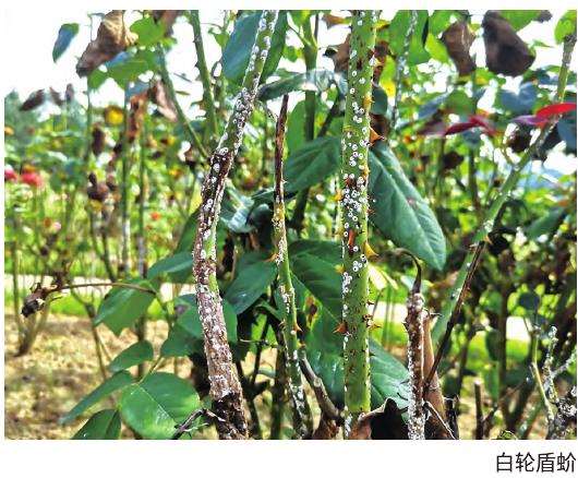 南阳树状月季怎么冬季清园预防病虫害