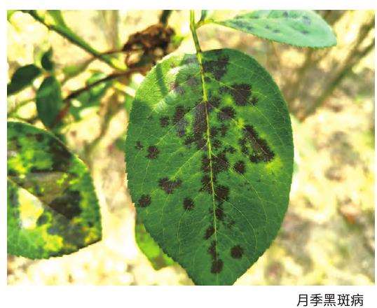 南阳树状月季移栽促根提高成活率