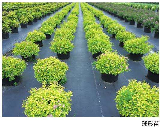 日本绣线菊怎么繁殖工艺