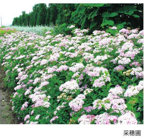 日本绣线菊怎么采穗圃