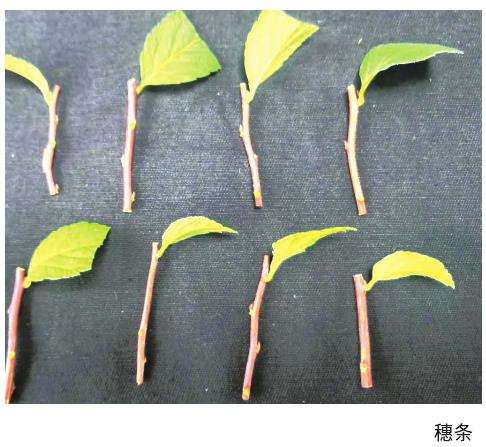 日本绣线菊怎么采穗圃