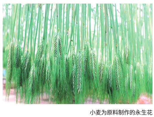 昆明永生花生产占全球总量