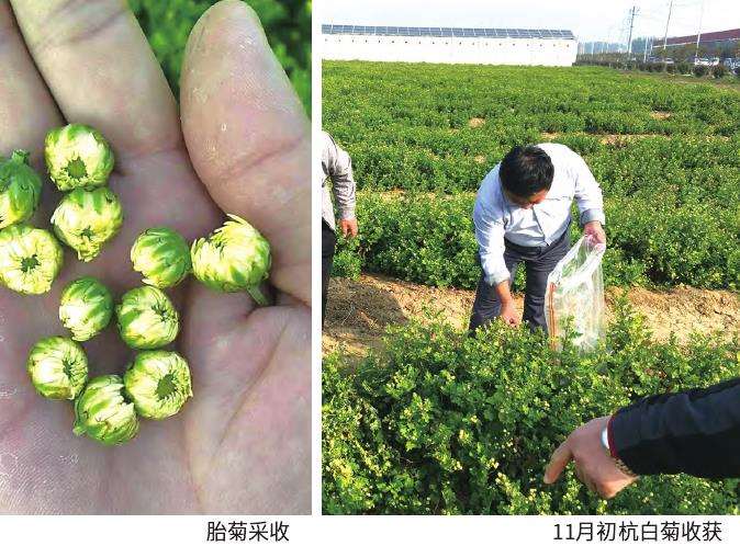 菊花种植怎么病虫害防治