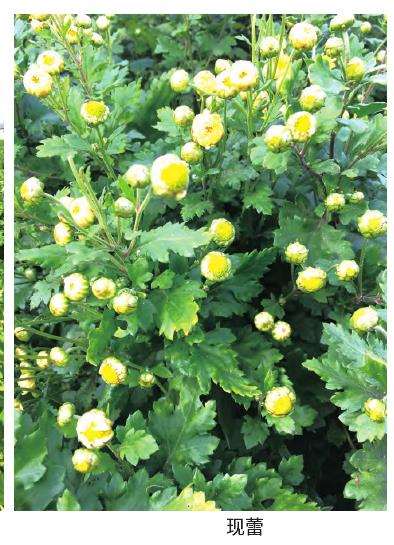 菊花怎么水肥管理的