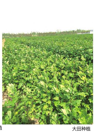 山东菊花怎么繁苗定植