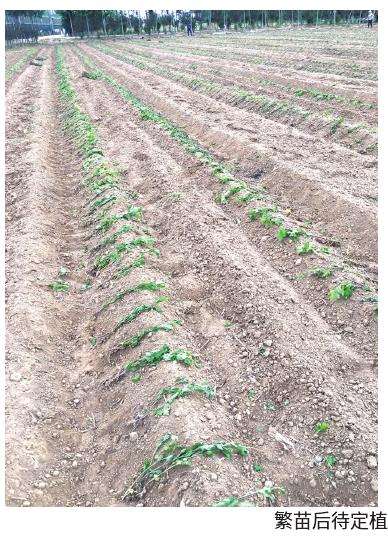 山东菊花怎么繁苗定植