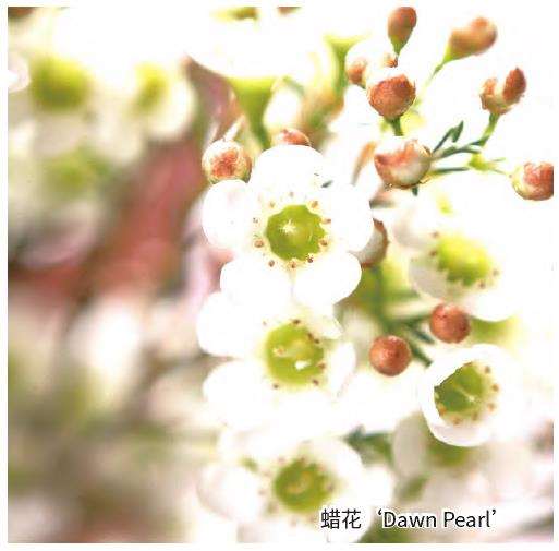 为什么澳大利亚本土花卉很难走向世界市场