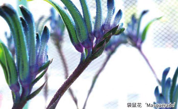 为什么澳大利亚本土花卉很难走向世界市场