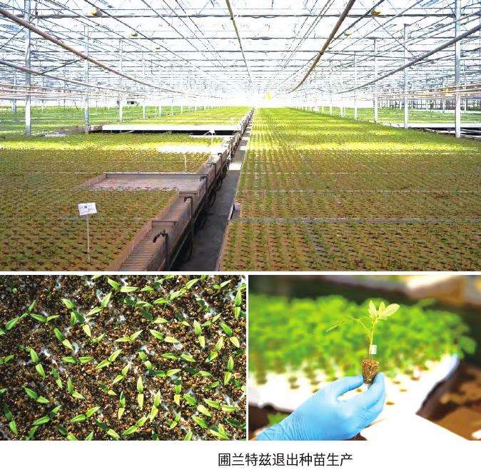 荷兰众多蝴蝶兰种植者退出生产