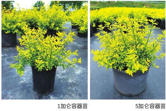 黄金素馨商品苗怎么保湿养护