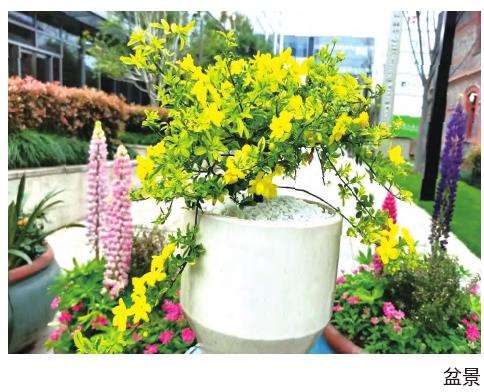 黄金素馨商品苗怎么扦插繁殖