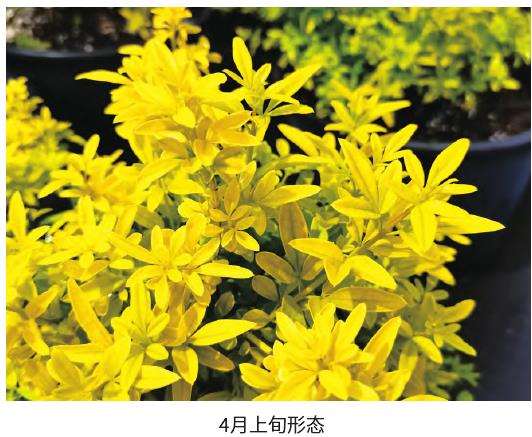 黄金素馨的5个商品苗规格