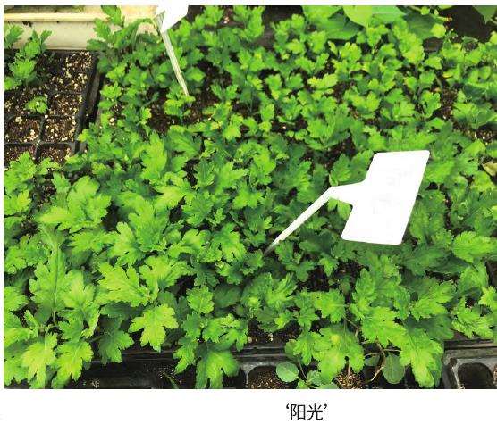 菊花扦插的2个后期管理