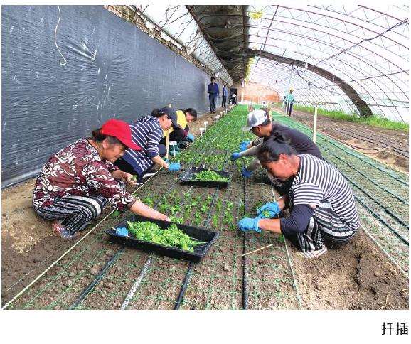 菊花扦插怎么插穗和土壤选择的3个方法