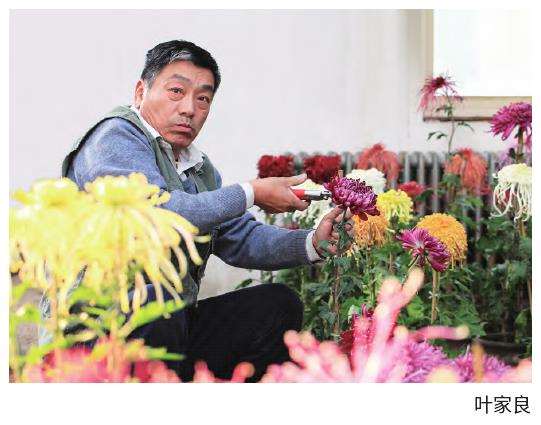 天津第56届水上公园菊花精品展开幕