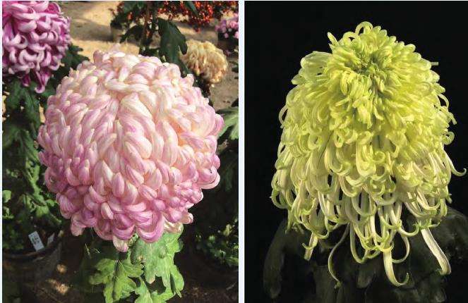 天津第56届水上公园菊花精品展开幕