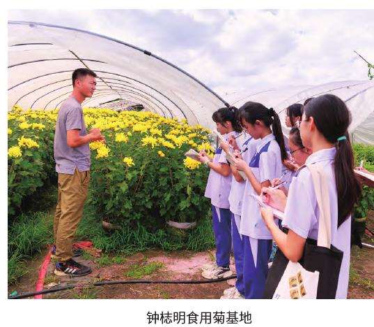 小榄菊花传统饮食习俗文化遗产项目