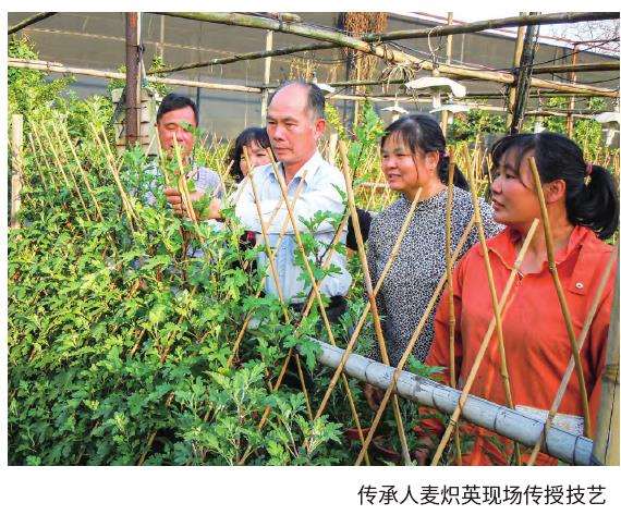 小榄菊花会把情融化在菊影中