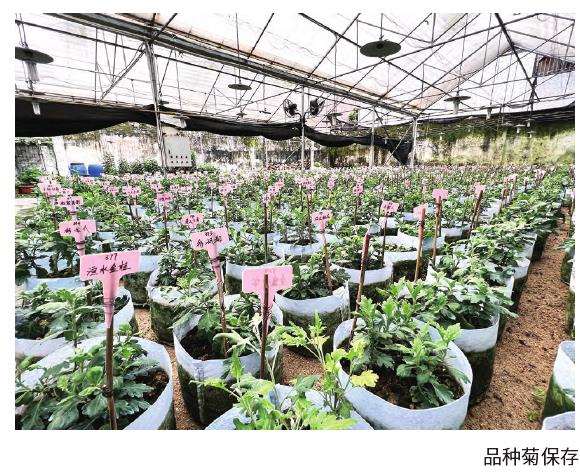 为什么菊花会一直是小榄人的乡愁